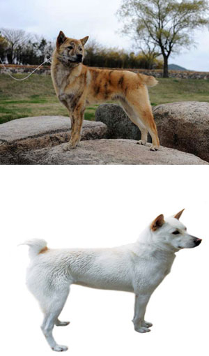 천연기념물 540호로 지정된 경주 토종개 \