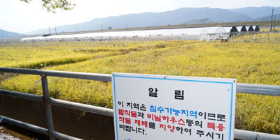 낙동강 보로 인해 지하수위가 높아지면서 주민들이 침수 피해 등을 호소하고 있는 경북 고령군 연리들판.