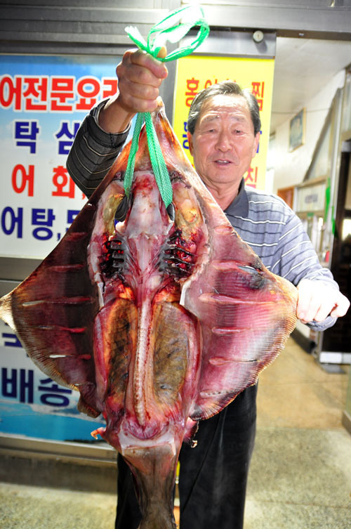 성우정식당 홍어잡이 어부 김영철 할아버지가 홍어 어시육을 만들기 위해 반건조로 말려 놓은 10㎏짜리 흑산도 홍어를 들어 보이고 있다.
