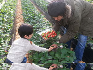 울진군엑스포공원은 매주 토요일 오후 딸기 수확 체험 행사를 실시하고 아이스링크장도 운영하고 있다. 울진군 제공