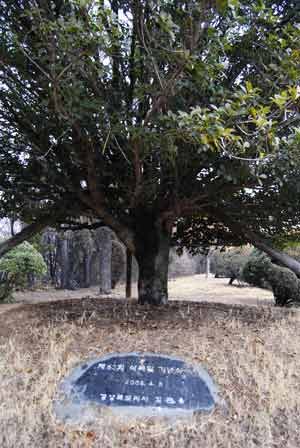 산격동 도청 입구 왼쪽에 있는 은목서는 김관용 도지사가 2008년 식목일에 기념식수했다.