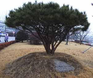 대구 북구 산격동의 경북도청 입구를 들어서면 오른쪽에 반송이 있다. 김관용 도지사가 2007년 4월 5일 식목일에 기념식수했다.