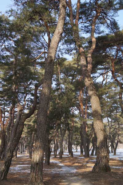 마을 안에는 800m에 이르는 울창한 소나무숲이 있는데 북서풍을 막아주는 방풍림이자 더위를 식혀주는 역할을 한다.