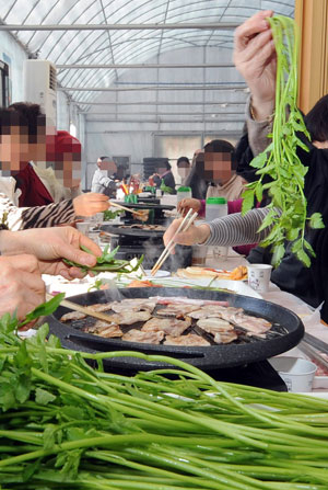 12일 대구의 한 미나리 재배 비닐하우스 안에서 손님들이 미나리와 함께 고기를 구워먹고 있다. 김태형기자 thkim21@msnet.co.kr