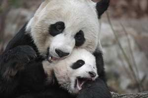 스미소니언 국립동물원의 자이언트판다 ⓒMichael Nichols National Geographic