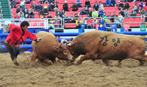 2013 청도소싸움축제가 주중 전통소싸움대회와 주말 갬블방식으로 진행된다. 지난해 열린 소싸움축제에서 싸움소가 열띤 경기를 펼치고 있다. 청도군 제공
