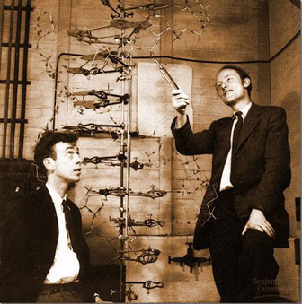 1953년 세계 최초로 생명의 신비를 담은 DNA 이중나선 구조를 규명한 미국의 제임스 왓슨(왼쪽)과 영국의 프랜시스 크릭. 서울대 통계학과 박태성 교수 제공
