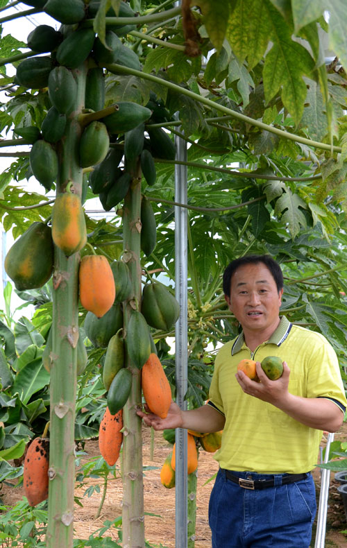 대표적인 열대 과일로 꼽히는 파파야는 경북 안동에서도 노지 재배가 가능하다. 황순곤 