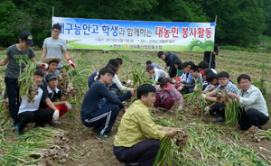대구 능인고 1학년 490명과 군위축협 임직원들은 7일 군위군 의흥면 일원에서 마늘 수확 일손돕기 봉사활동을 펼쳤다.