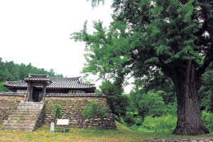 월천서당=세계유교선비문화공원과 한국문화테마파크가 들어서는 안동시 도산면 동부리 다래마을에는 퇴계선생과 편지로 유학적 철학과 삶을 고민했던 월천 조목선생의 유일한 흔적 월천서당이 홀로 서있다.