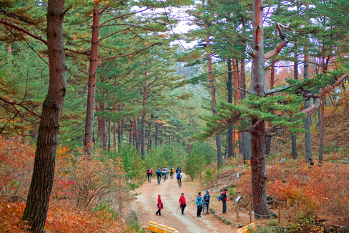2012년 한국 관광의 별로 선정된 울진 금강소나무 숲은 국내외 관광객들에게 큰 인기를 끌고 있다. 울진군 제공
