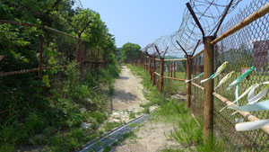 강원도 고성군 DMZ박물관에 있는 DMZ 철책 재현 복원 현장. 이중 일부가 낙동강세계평화문화대축전 행사장에 설치된다. 칠곡군 제공
