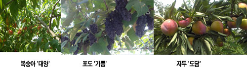 김천시농업기술센터가 2005년부터 농업인의 경쟁력을 높이기 위해 품종을 개발해 최근 국립종자원에 품종보호권을 등록한 복숭아(대양), 포도(기쁨), 자두(도담). 김천시농업기술센터 제공