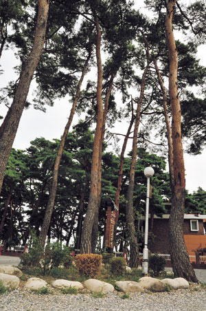 바닷물을 이용해 명품 두부를 생산하는 강릉 초당마을내에는 미끈하고 훤칠한 소나무 숲속에 초당두부촌이 형성되어 있다.