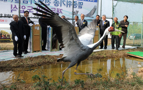 삼성전자 구미 스마트시티가 4일 구미 해평면의 경북대 조류생태환경연구소에서 재두루미 2쌍 도입식을 하고 있다. 삼성전자 제공
