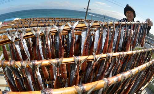 포항 구룡포 해변가에서 한 어민이 16, 17일 열리는 