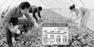 성주지역 참외 재배농가 및 재배면적이 갈수록 줄어들고 있어, 차세대 후계농업인 육성 및 수출 물류비 지원 등이 시급하다. 성주군 제공