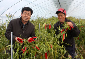 봉화군 봉화읍 범들마을 마을영농회 남호원(왼쪽) 대표와 이형구 씨가 홍고추를 수확하고 있다. 마경대기자