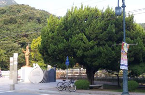 구미 금오산도립공원 항일독립투사 박희광 선생 동상 옆에 있던 일본산 가이즈카 향나무와 이식된 비교 장면. 구미 경실련 제공