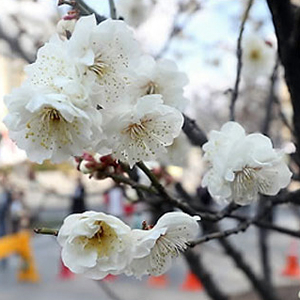 벚꽃축제 일정 