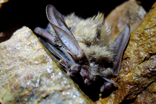 가야산국립공원 내 동굴에서 멸종위기종인 토끼박쥐(Plecotus auritus)의 서식이 최초로 확인됐다. 가야산 국립공원 제공