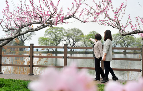 경산 반곡지. 이 곳은 왕버드나무 새순과 연분홍 복사꽃이 한데 어우러져 장관을 이루는 한국판 무릉도원이다. (경산시 제공)