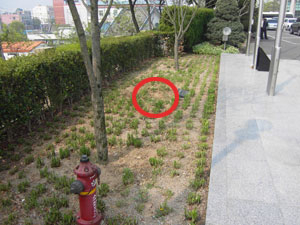 최병국 전 경산시장이 기념식수한 무궁화 세 그루 중 한 그루가 말라죽어 제거된 뒤 그 자리가 1년 이상 방치돼 의구심을 낳고 있다. 김진만 기자