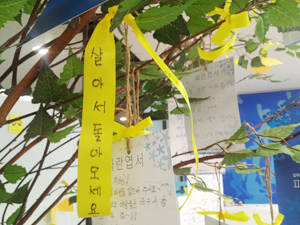 김부겸 후보 캠프 내 자작나무에 세월호 침몰 실종자들의 무사귀환을 바라는 노란 리본 달기 캠페인이 펼쳐지고 있다. 김 후보 측 제공