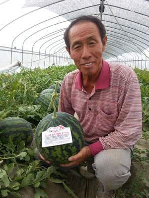 고령군 다산면 유건열 씨가 국내 최초로 최고의 당도와 씨 없는 수박으로 기네스북 인증을 받았다. 유 씨가 인증받은 수박을 들어 보이고 있다. 전병용 기자