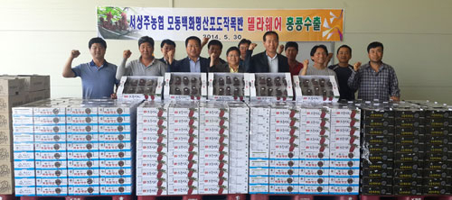 서상주농협 포도수출단지는 지난달 29일 수출단지관계자와 생산인 등 20여 명이 참석한 가운데 국내 최초로 델라웨어 포도의 해외 첫 수출을 기념하는 선적식을 가졌다. 상주시 제공