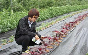 청송군농업기술센터는 최근 남미 안데스작물인 아마란스와 퀴노아를 농업기술센터 시험재배지에 정식했다. 이 시험재배가 성공한다면 지역에서 새로운 고소득 작물이 탄생하게 된다. 전종훈 기자