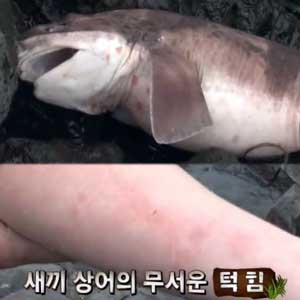 사진. 유상무 상어(tvN 렛츠고 시간탐험대2 방송 캡처)