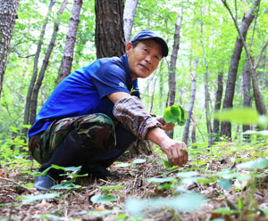 첩첩산중에서 새로운 보물이 싹트고 있다. 산나물이 새로운 산업으로 자라나고 있는 것이다. 사진은 영양의 산나물 재배농 남원모(54) 씨