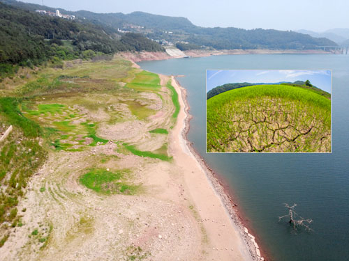 연일 30℃를 넘나드는 더위와 가뭄으로 인해 도산면 토계리의 한 논이 거북이 등처럼 쩍쩍 갈라져 농심을 목타게 하고 있다. 안동 엄재진 기자 2000jin@msnet.co.kr