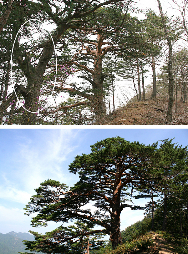 사진 작가 장모씨가 무단 벌채한 신하송(사진 원 내)과 천년대왕송(위). 신하송을 자른 다음의 천년대왕송 모습(아래). (울진국유림사무소 제공)