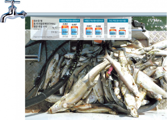 낙동강 칠곡보서 강준치가 집단 폐사했다. 대구지방환경청은 21일부터 28일까지 떼죽음당한 강준치 수가 400마리에 달한다고 밝혔다. 새정치민주연합 장하나 의원 제공