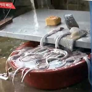 장어 사진. MBC 