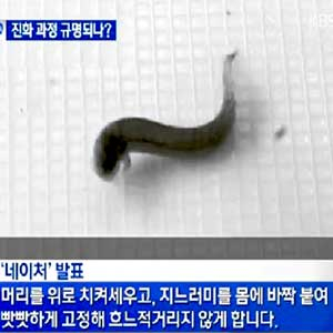 걷는 아프리카 물고기 폴립테루스 사진. KBS 뉴스캡처