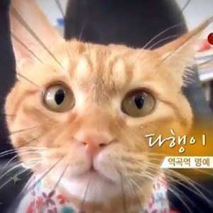 고양이 명예 역장 다행이 사진. KBS 방송캡처