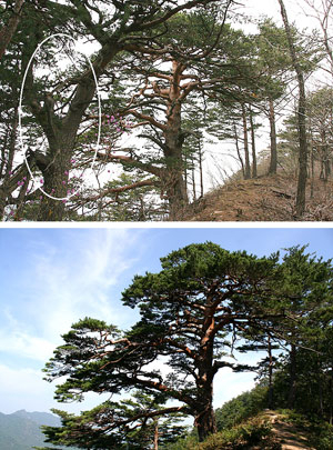 사진 작가 장모씨가 무단 벌채한 신하송(사진 원 내)과 천년대왕송(위). 신하송을 자른 다음의 천년대왕송 모습(아래). (울진국유림사무소 제공)