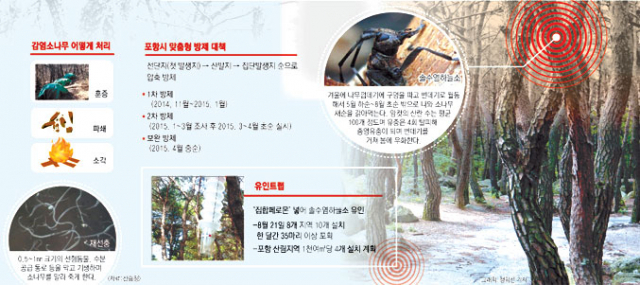 유인트랩을 설치해 소나무재선충병 매개체인 솔수염하늘소를 방제하는데 효과를 보고 있다. 포항시 제공