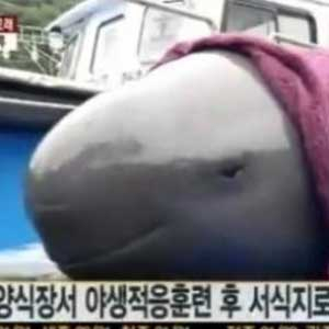 토종 돌고래 상괭이 방류 사진. 연합뉴스TV 캡처