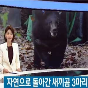 새끼 반달가슴곰 방사 사진. SBS 뉴스캡처
