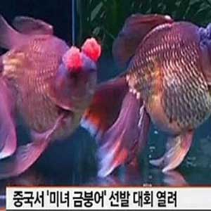 중국 미녀 금붕어 선발대회 사진. SBS 뉴스캡처