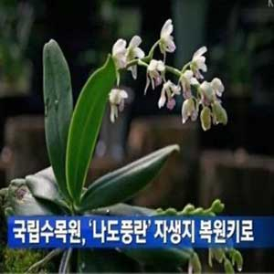 나도풍란 자생지 복원 사진. KBS 방송캡처