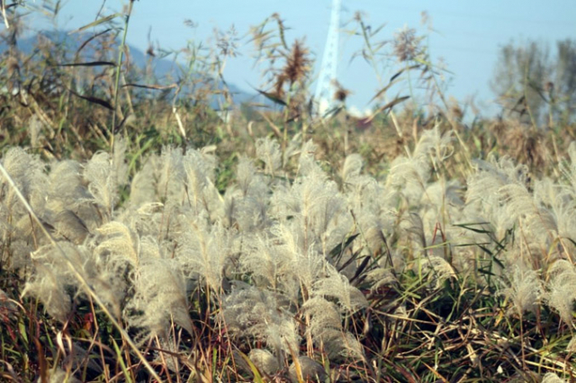 백발노인 머리카락 같은게 억새다(사진 앞쪽). 그 뒤에 듬성듬성한 것이 갈대다.
