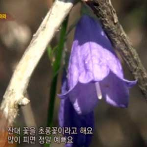 잔대란 사진. MBN 방송캡처
