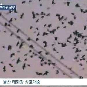 울산 떼까마귀 5만 마리 사진. MBC 방송캡처