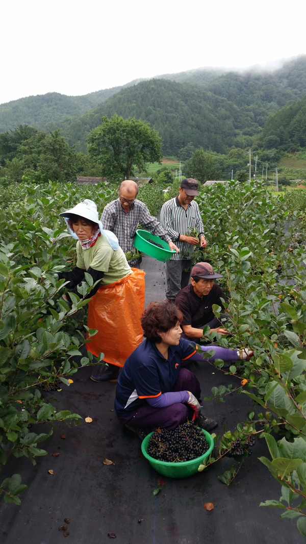 상주 화북면 아로니아 작목반 회장이 수확한 아로니아를 들어 보이고 있다. 상주시 제공