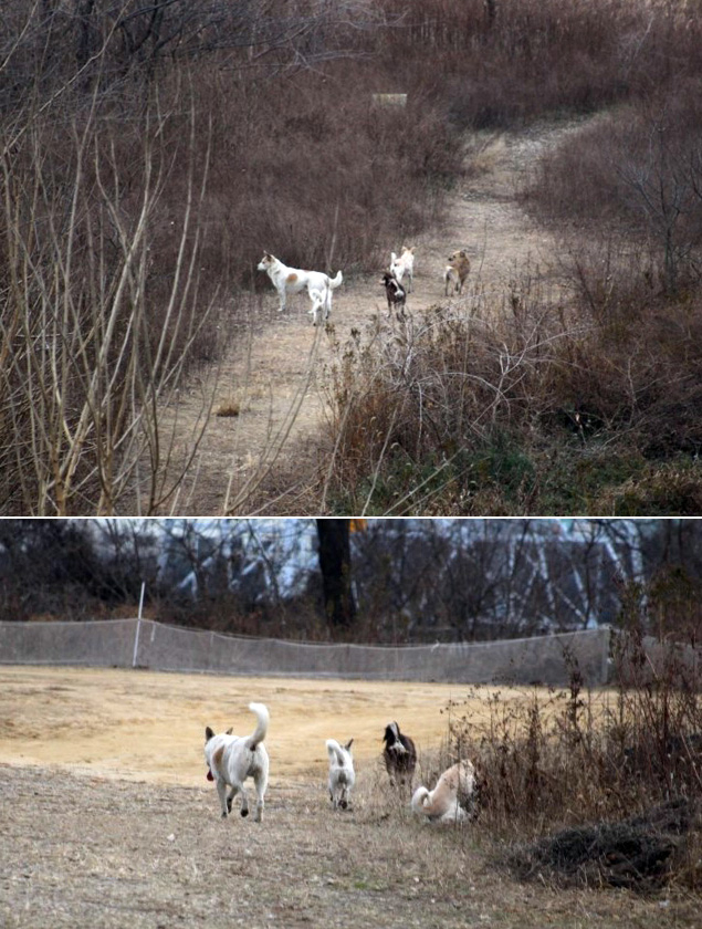 달성습지를 배회하는 개. 이곳에 서식하는 야생동물은 물론 산책나온 시민들의 안전도 위협받고 있다.